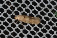 Mompha epilobiella