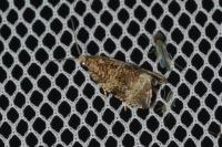 Celypha lacunana