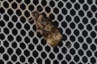 Endothenia gr. gentianaeana