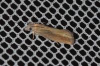 Eucosma obumbratana