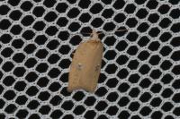 Acleris lorquiniana