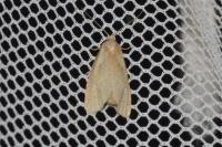 Phtheochroa inopiana