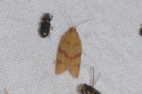Clepsis pallidana