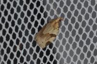 Clepsis spectrana