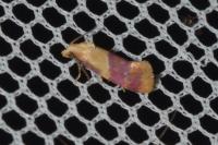 Diceratura ostrinana