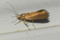 Crassa unitella