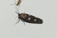 Scythris scopolella