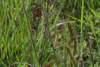 Pleurota aristella