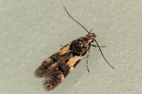 Teleiodes luculella