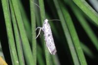 Yponomeuta plumbella