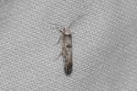 Paraswammerdamia albicapitella