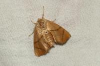 Apoda limacodes