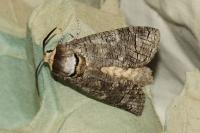 Cossus cossus