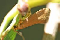 Crassa unitella