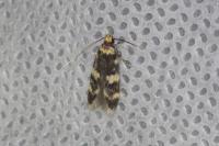 Oegoconia