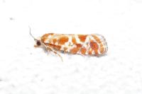 Rhyacionia pinicolana