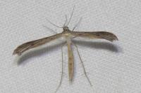 Stenoptilia