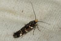 Eteobalea