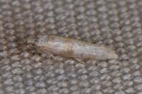 Cedestis gysseleniella