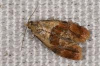 Cochylidia rupicola
