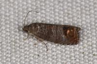 Cydia pomonella