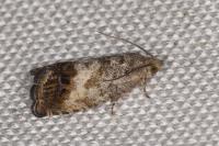 Cydia splendana