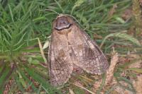 Cossus cossus