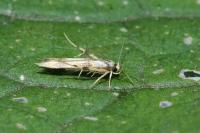 Stathmopoda pedella