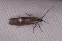 Esperia sulphurella