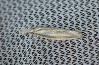 Pleurota