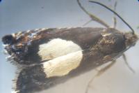 Pammene regiana