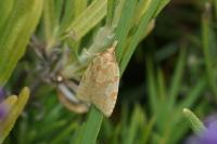 Sparganothis pilleriana