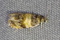 Celypha aurofasciana