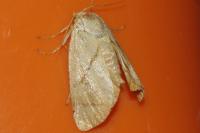 Apoda limacodes