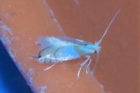 Phyllonorycter roboris