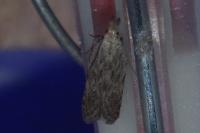 Anarsia spartiella