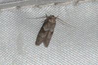 Blastobasis glandulella
