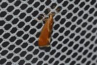 Metalampra