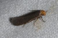 Cephimallota crassiflavella