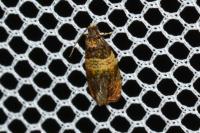Celypha aurofasciana