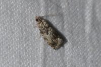 Cydia fagiglandana