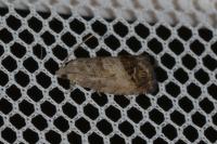 Cydia splendana