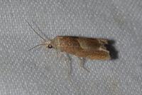 Eucosma conterminana