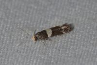 Recurvaria leucatella