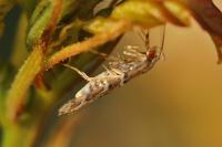 Acrocercops brongniardella