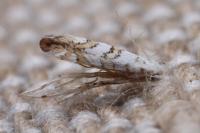 Phyllonorycter