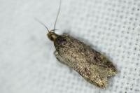 Bryotropha senectella