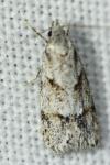 Symmoca signatella