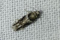 Recurvaria nanella