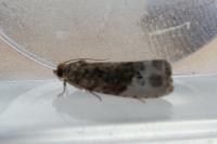 Hedya nubiferana